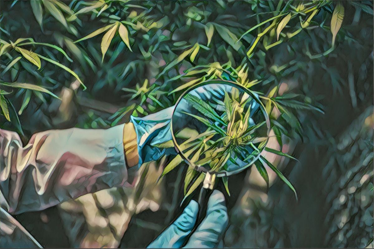 What Is a 420 Recommendation in New York?