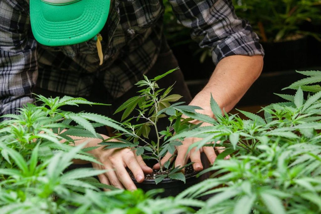 New York Medical Cannabis Home-Grow Finally Begins