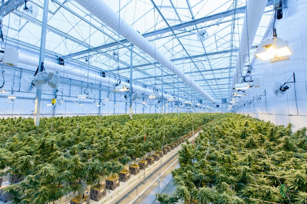 Cost of a Cannabis Grow License in New York